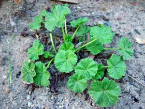 Lebanon's Wild Edible Plants - Lebanon Traveler