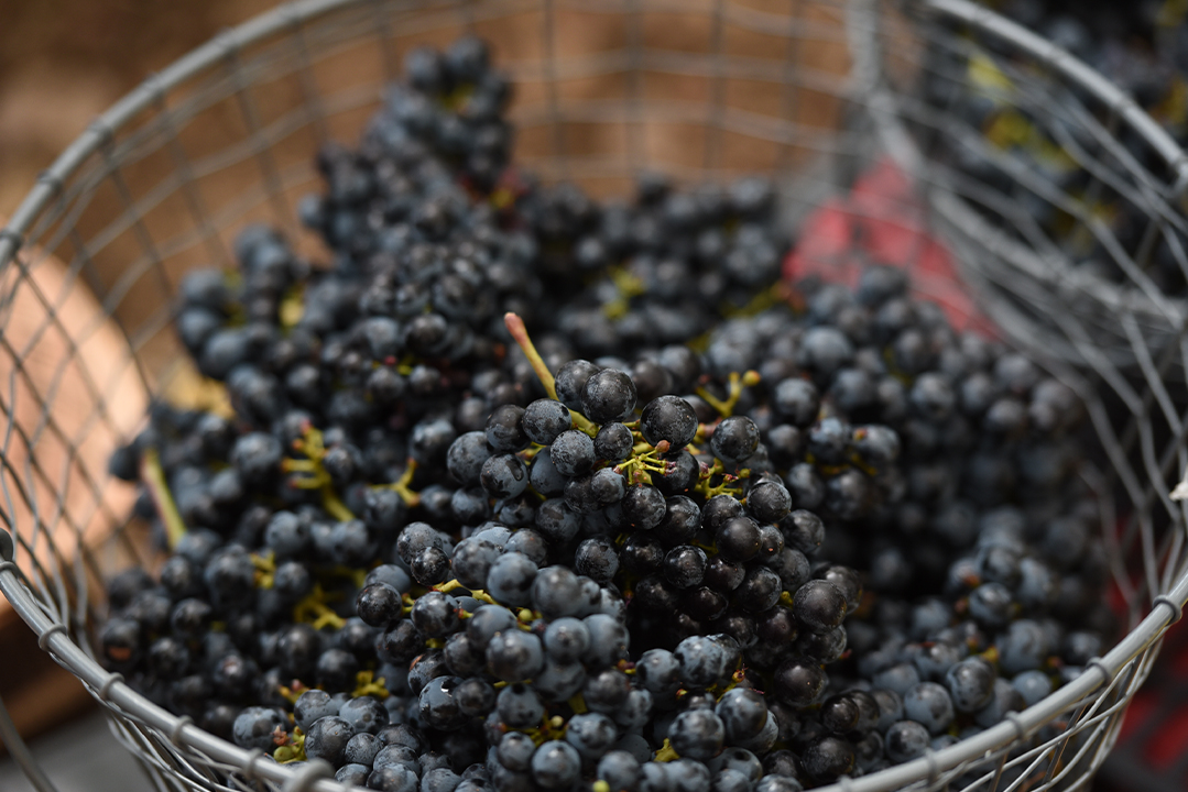 grapes-karam-wines-lebanon-traveler