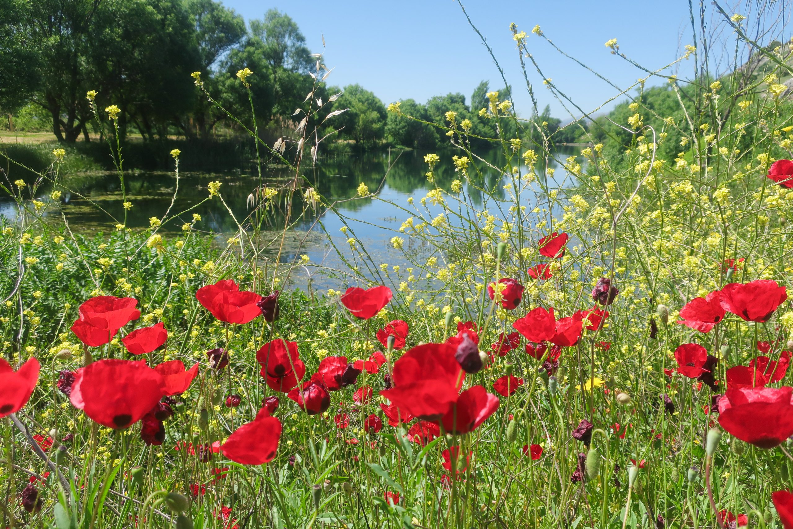 revealing-spring-in-full-bloom-in-lebanon-lebanon-traveler