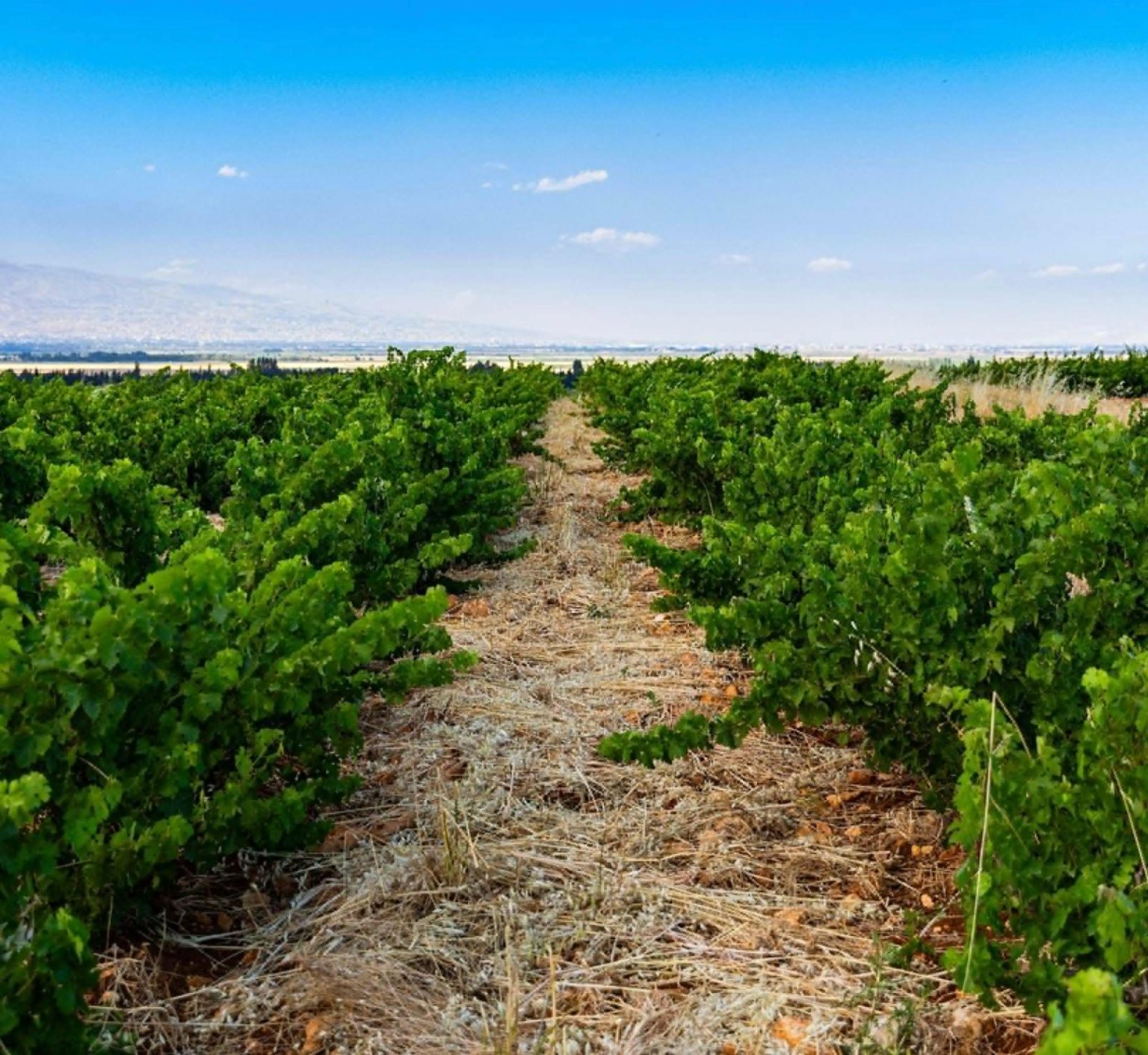 Chateau Musar: A Lebanese Legacy of Winemaking Excellence - Lebanon ...